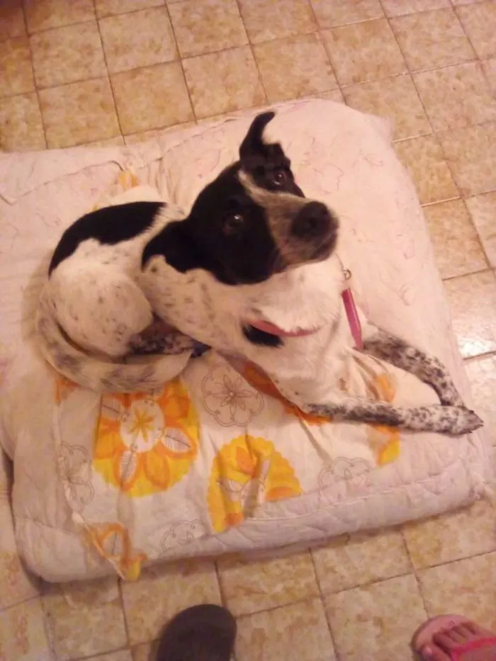 Cachorro ra a Sem raça definida idade 7 a 11 meses nome Nina