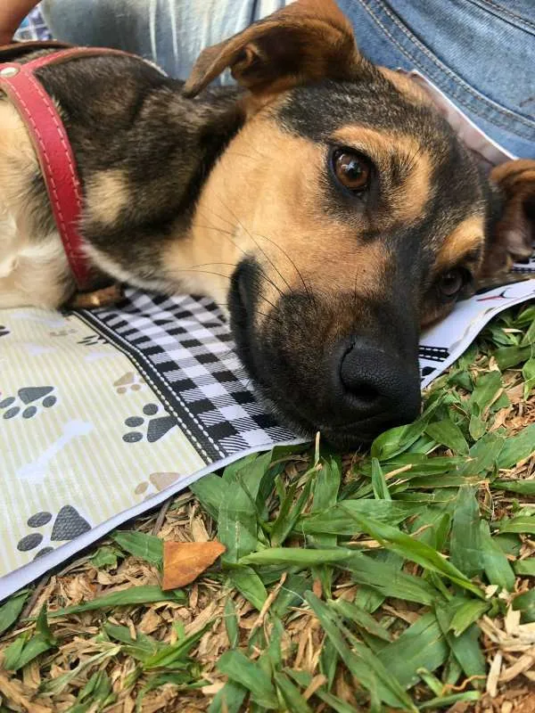 Cachorro ra a SRD idade 1 ano nome Marjorie