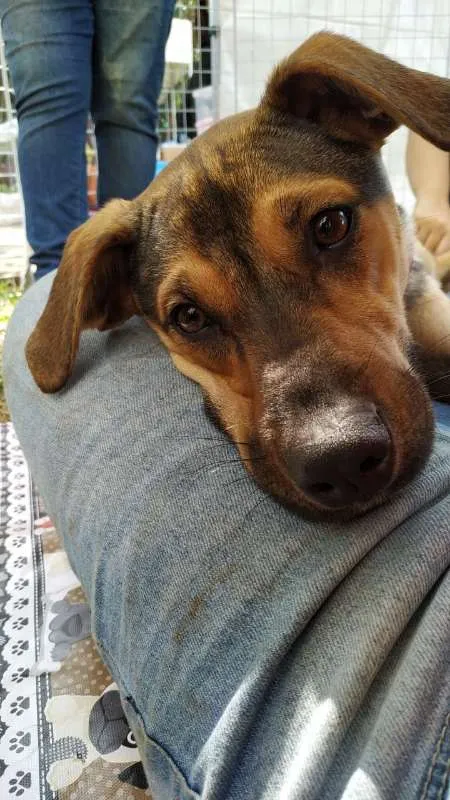 Cachorro ra a SRD idade 1 ano nome Marjorie