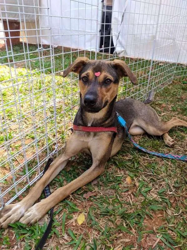 Cachorro ra a SRD idade 1 ano nome Marjorie