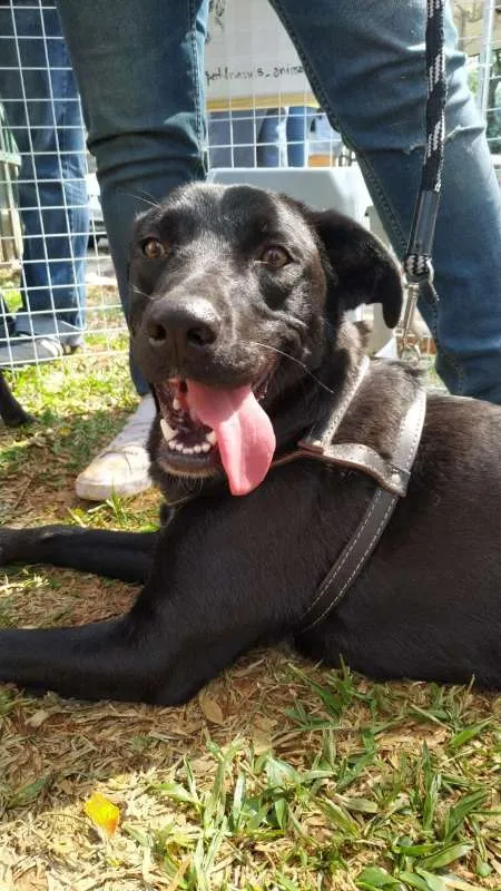 Cachorro ra a SRD idade 2 anos nome Dom