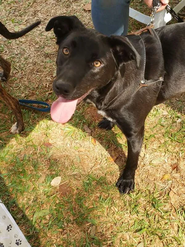 Cachorro ra a SRD idade 2 anos nome Dom