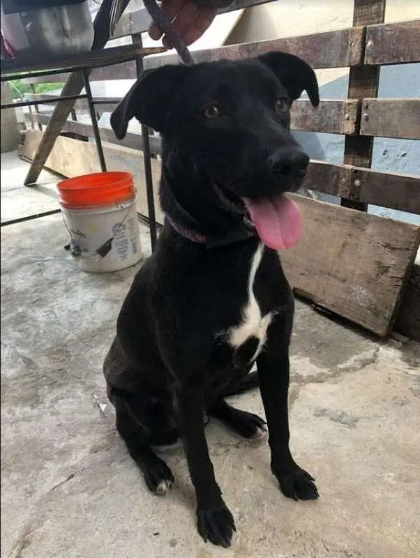Cachorro ra a SRD idade 2 anos nome Dom