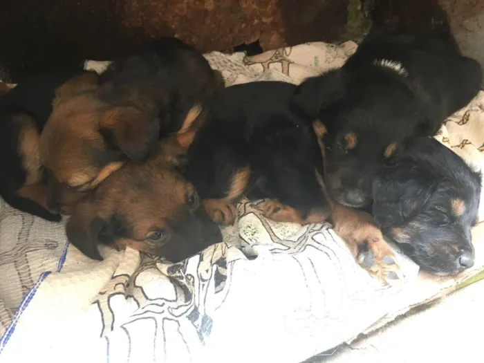 Cachorro raça  idade Abaixo de 2 meses nome Filhotes 