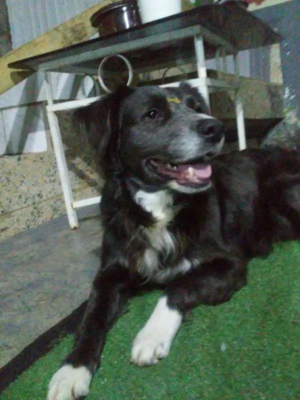 Cachorro ra a SRD idade 2 anos nome Spike