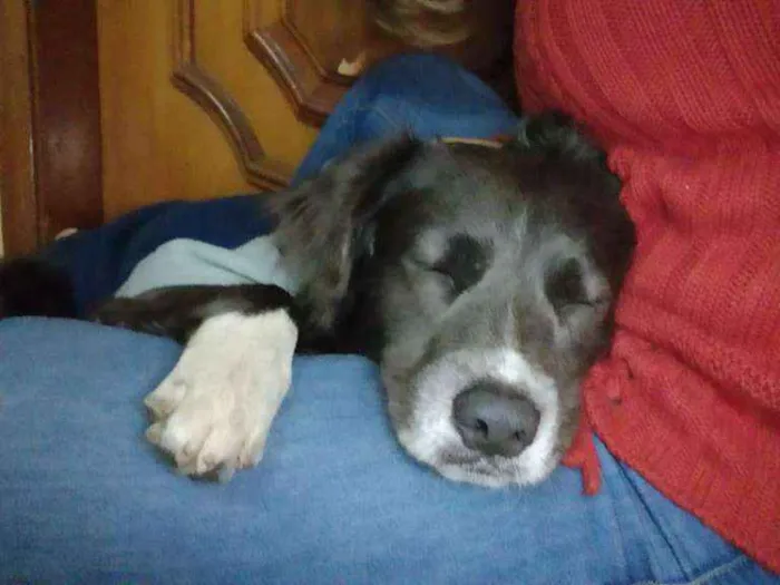 Cachorro ra a SRD idade 2 anos nome Spike
