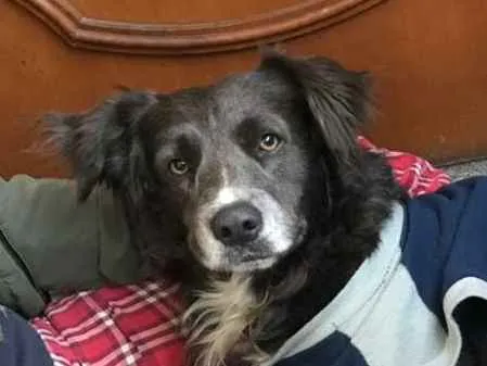 Cachorro ra a SRD idade 2 anos nome Spike