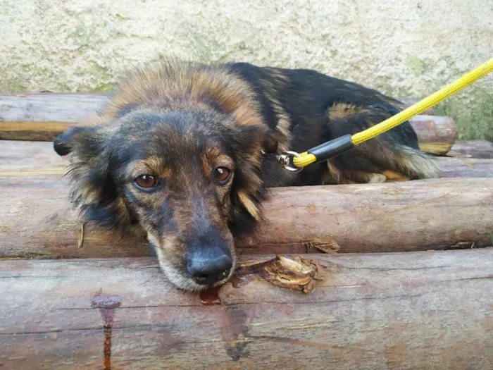 Cachorro raça SRD idade 3 anos nome Fox