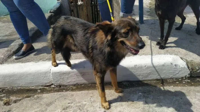 Cachorro raça SRD idade 3 anos nome Fox