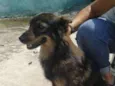 Cachorro raça SRD idade 3 anos nome Fox