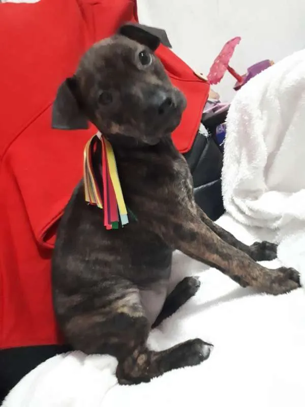 Cachorro ra a SRD idade 2 a 6 meses nome Penelope