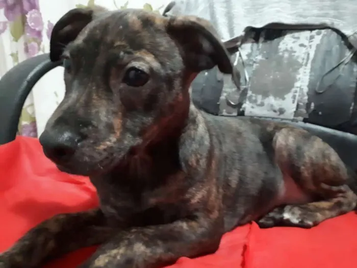 Cachorro ra a SRD idade 2 a 6 meses nome Penelope