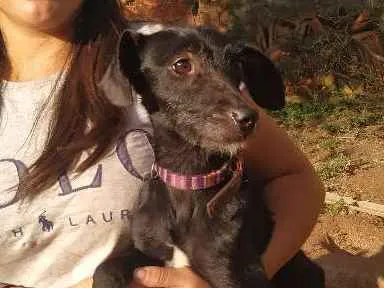 Cachorro raça SRD idade 4 anos nome Bombom