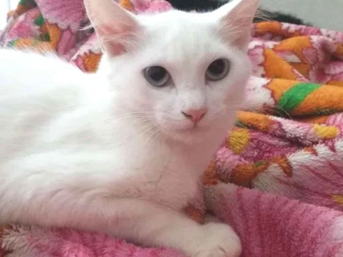 Gato ra a RND idade 2 a 6 meses nome Milk