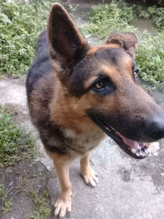 Cachorro ra a Pastor Alemão  idade 6 ou mais anos nome Nego