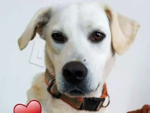Cachorro raça SRD idade 2 anos nome Snow