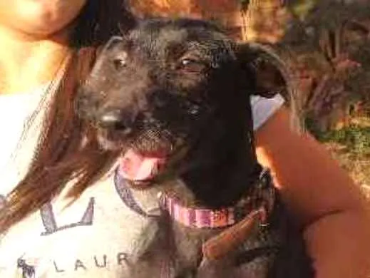 Cachorro raça SRD idade 4 anos nome Bombom