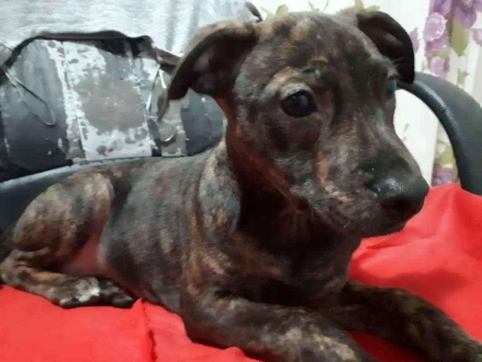 Cachorro ra a SRD idade 2 a 6 meses nome Penelope