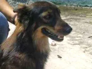 Cachorro raça SRD idade 3 anos nome Fox