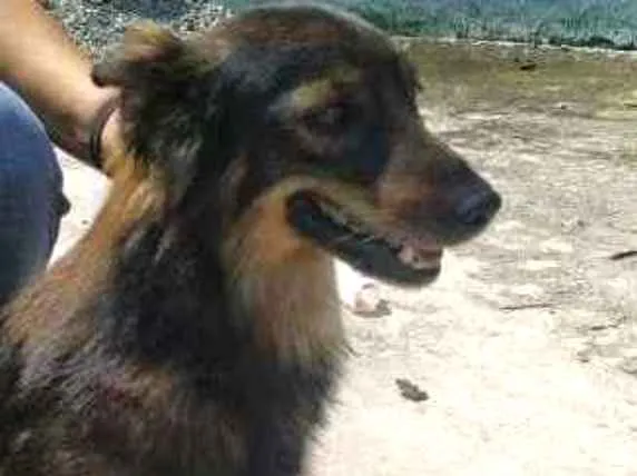 Cachorro raça SRD idade 3 anos nome Fox