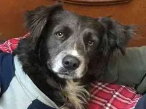Cachorro raça SRD idade 2 anos nome Spike