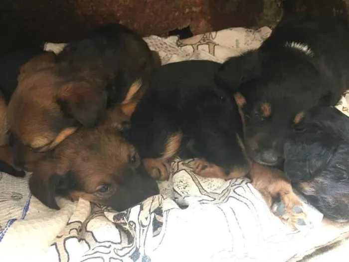 Cachorro raça  idade Abaixo de 2 meses nome Filhotes 
