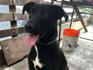 Cachorro raça SRD idade 2 anos nome Dom