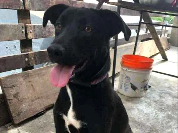 Cachorro ra a SRD idade 2 anos nome Dom