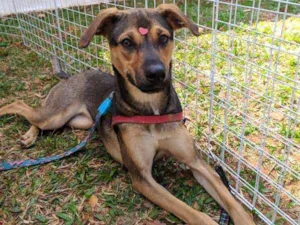 Cachorro raça SRD idade 1 ano nome Marjorie