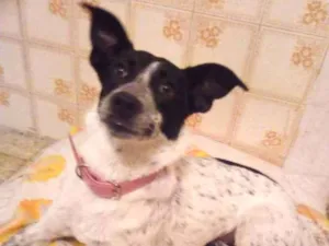 Cachorro raça Sem raça definida idade 7 a 11 meses nome Nina