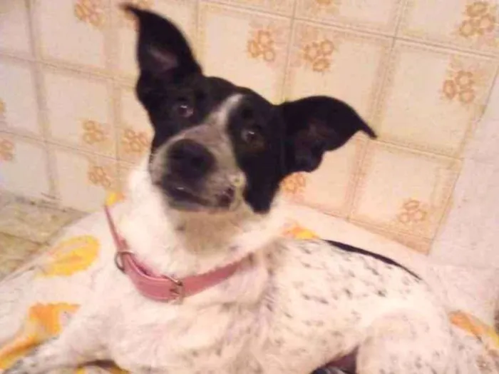 Cachorro ra a Sem raça definida idade 7 a 11 meses nome Nina