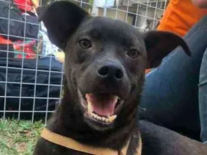 Cachorro raça SRD idade 1 ano nome Ruan