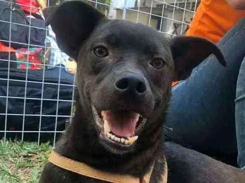 Cachorro ra a SRD idade 1 ano nome Ruan