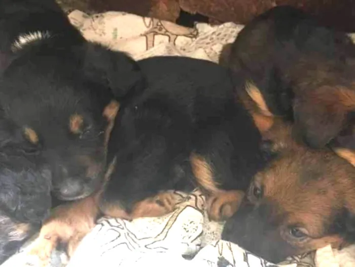 Cachorro raça  idade Abaixo de 2 meses nome Filhotes 