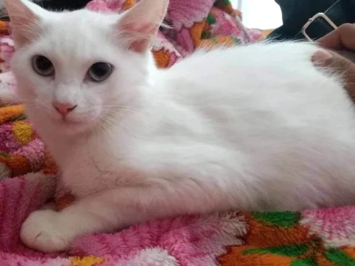 Gato ra a RND idade 2 a 6 meses nome Milk