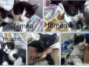Gato raça  idade 2 a 6 meses nome Sem nome