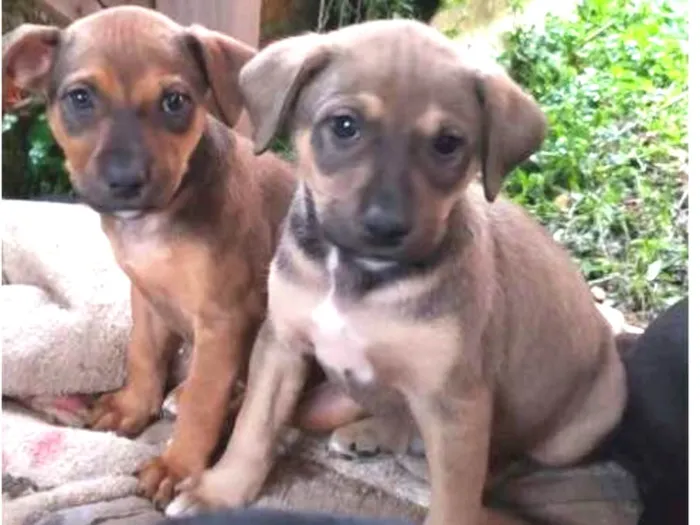Cachorro ra a Pitbull com vira lata idade Abaixo de 2 meses nome Filhotes