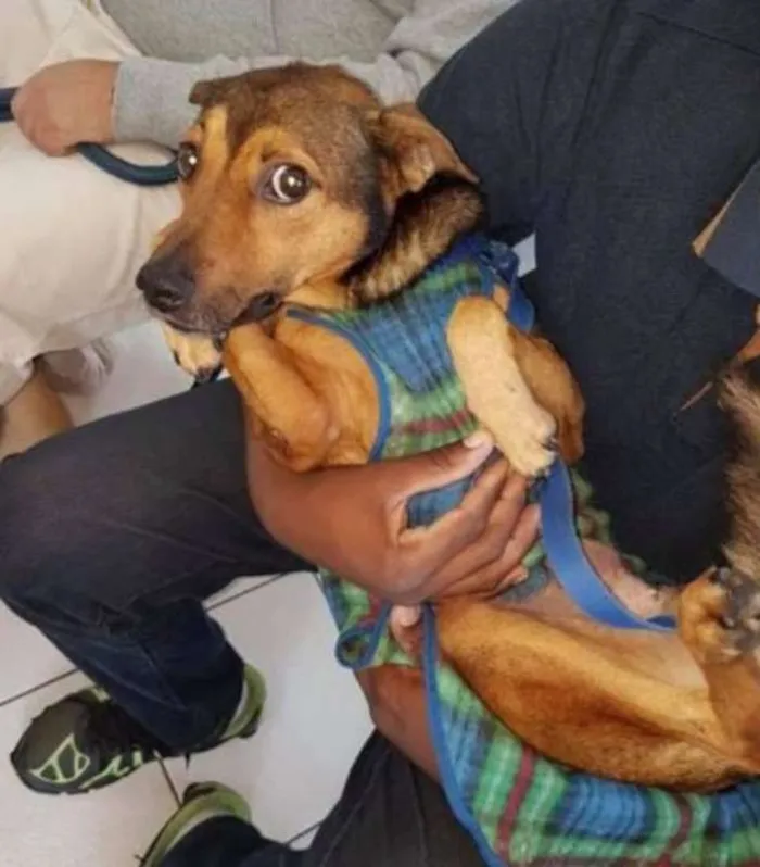 Cachorro ra a SRD idade 6 ou mais anos nome Lillo