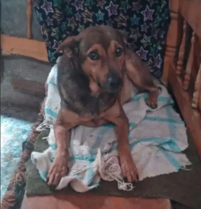 Cachorro ra a SRD idade 6 ou mais anos nome Lillo