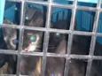 Gatos
