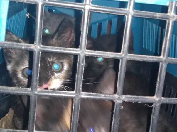 Gato ra a Vira lata idade Abaixo de 2 meses nome Gatos