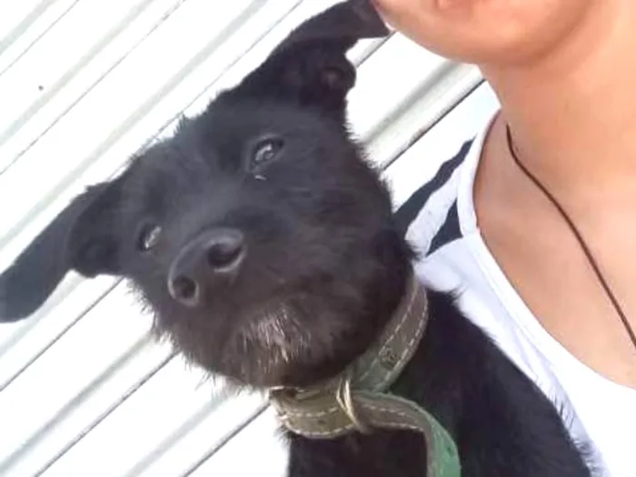 Cachorro ra a  idade 2 a 6 meses nome Spayki