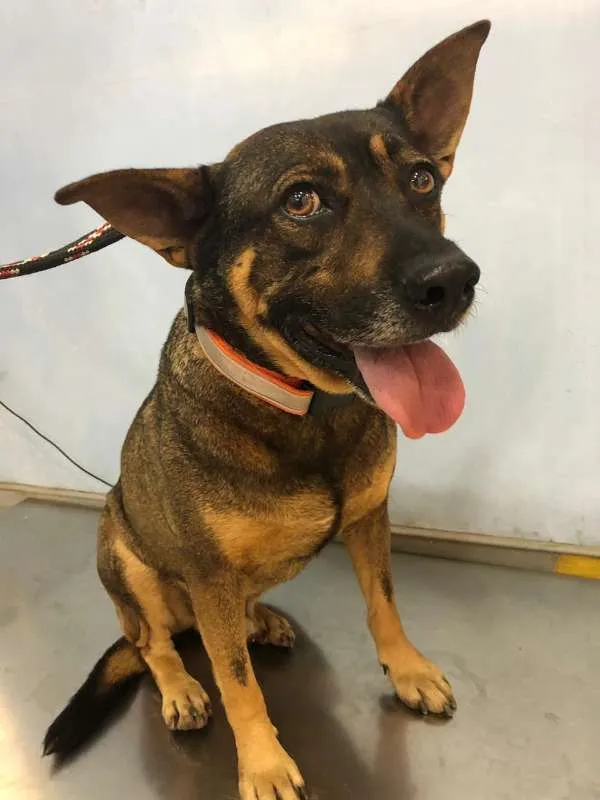 Cachorro ra a SRD idade 5 anos nome Duque
