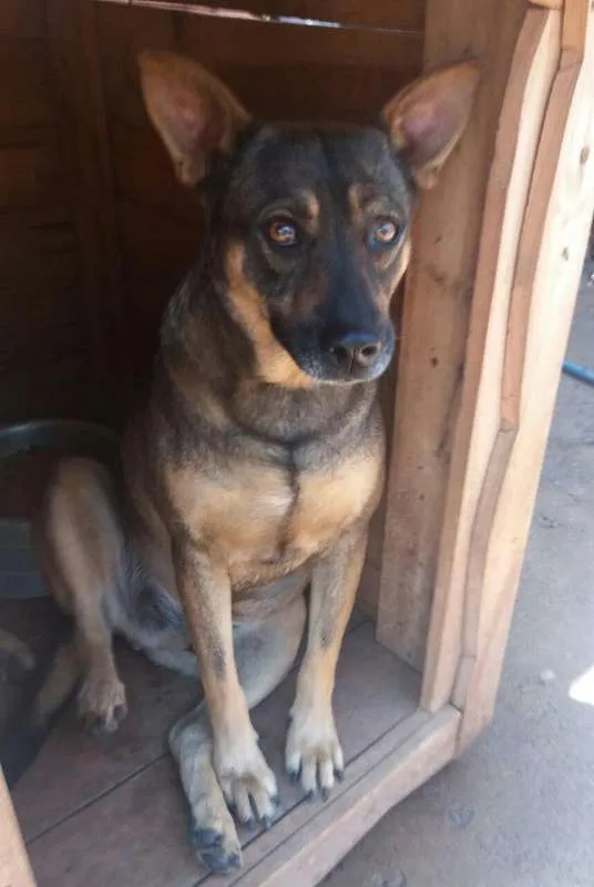 Cachorro ra a SRD idade 5 anos nome Duque