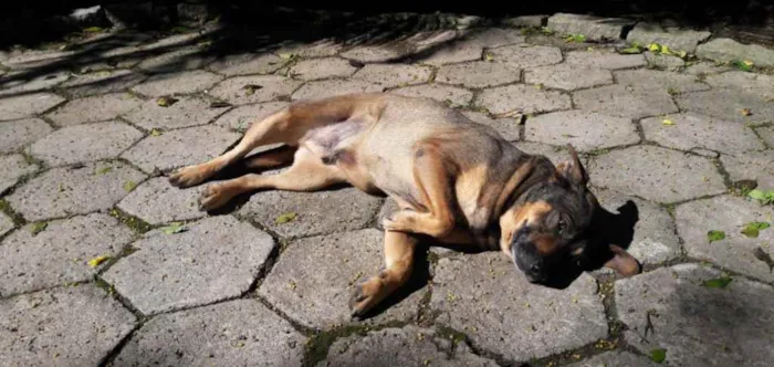Cachorro ra a SRD idade 5 anos nome Duque