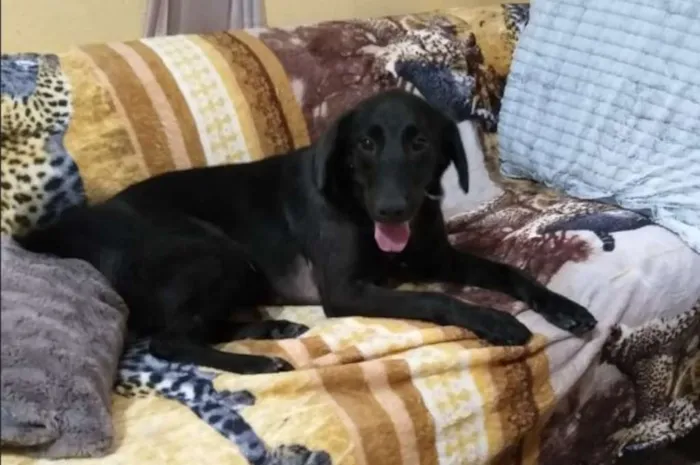Cachorro raça srd idade 2 anos nome Vittorio