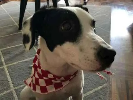 Cachorro ra a SRD idade 7 a 11 meses nome Pandora