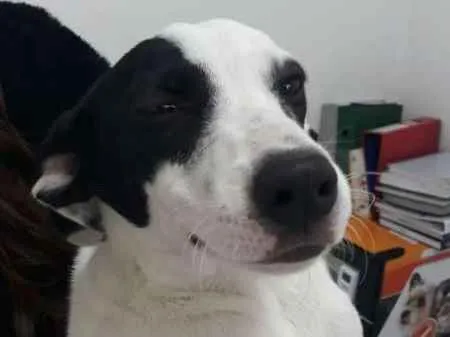 Cachorro ra a SRD idade 7 a 11 meses nome Pandora
