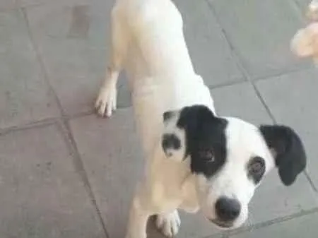 Cachorro ra a SRD idade 7 a 11 meses nome Pandora