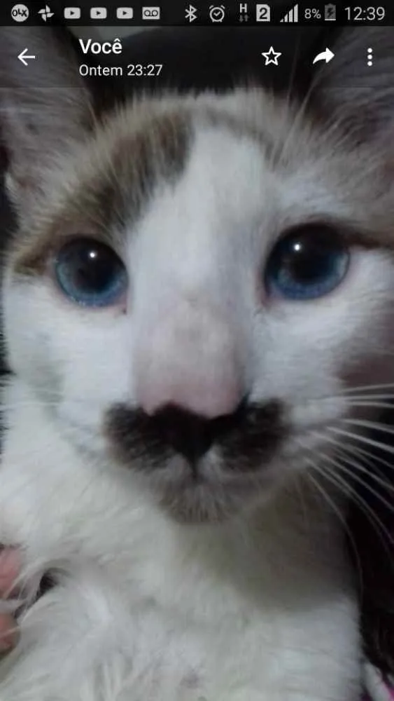 Gato ra a Sem raça idade 7 a 11 meses nome Lino
